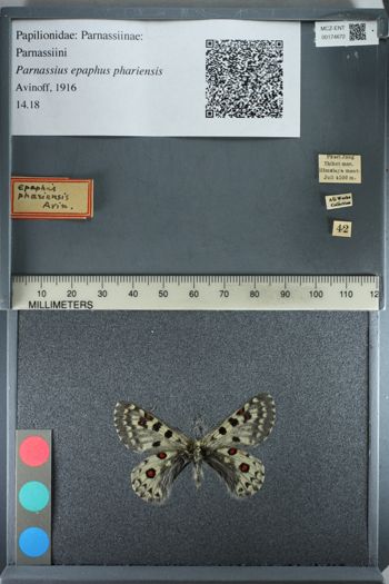Media type: image;   Entomology 174672